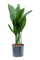 Hydroplante Aspidistra Elatior