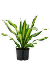 Plante aquatique Dracaena Fragrans Burley