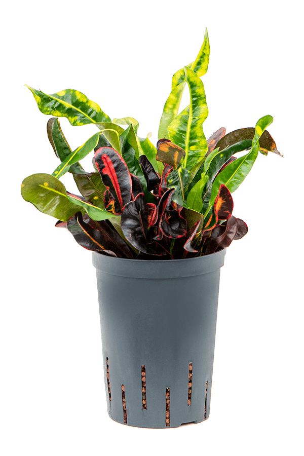 Hydroplant Croton (Codiaeum) Variegatum Mammi