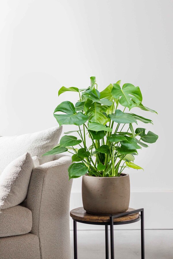 Plante aquatique Monstera Deliciosa