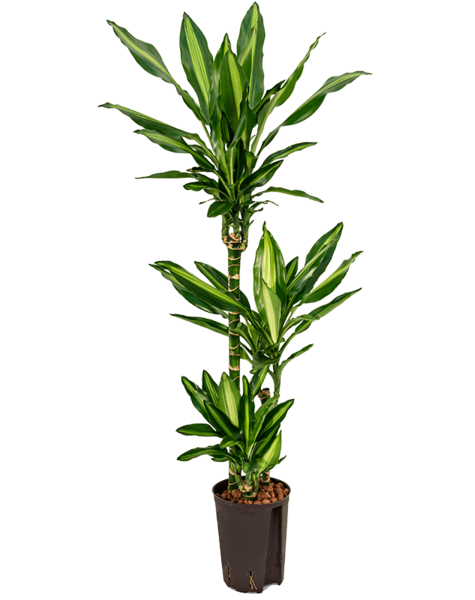 Plante hydroélectrique Dracaena