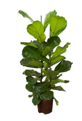 Plante aquatique Ficus Lyrata