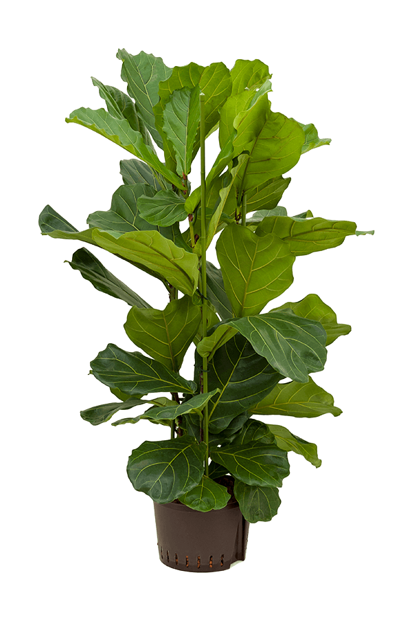 Plante aquatique Ficus Lyrata