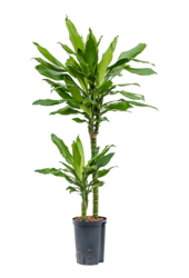 Plante aquatique Dracaena Fragrans Burundii