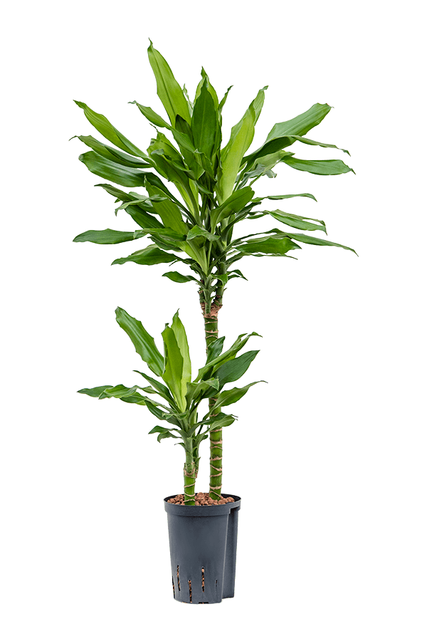 Plante aquatique Dracaena Fragrans Burundii