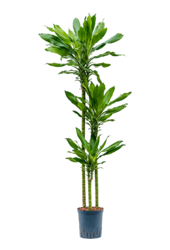 Plante aquatique Dracaena Fragrans Burundii