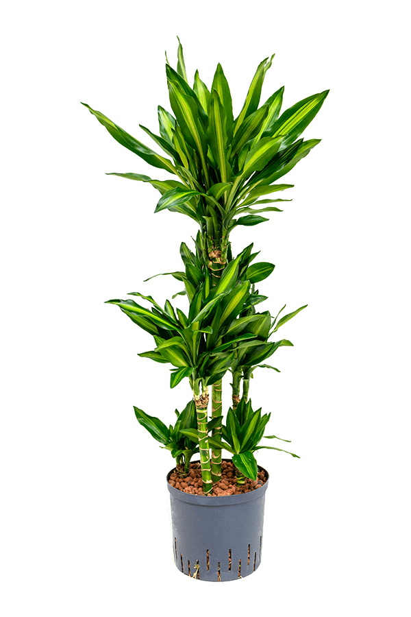 Plante aquatique Dracaena Fragrans Cintho