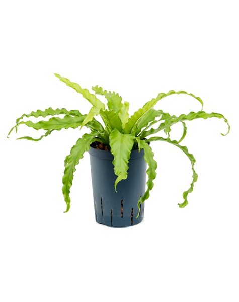 Asplénium hydroponique