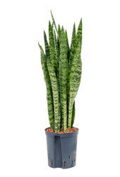 Plante hydroélectrique Sansevieria Zeylanica