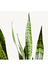 Plante hydroélectrique Sansevieria Zeylanica