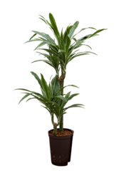 Plante aquatique Dracaena Deremensis Warneckei