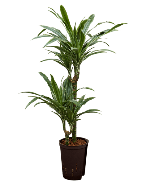 Plante hydroélectrique Dracaena