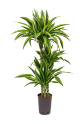 Plante hydroponique Dracaena Fragrans Lemon Lime