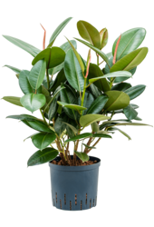 Plante aquatique Ficus Elastica Robusta