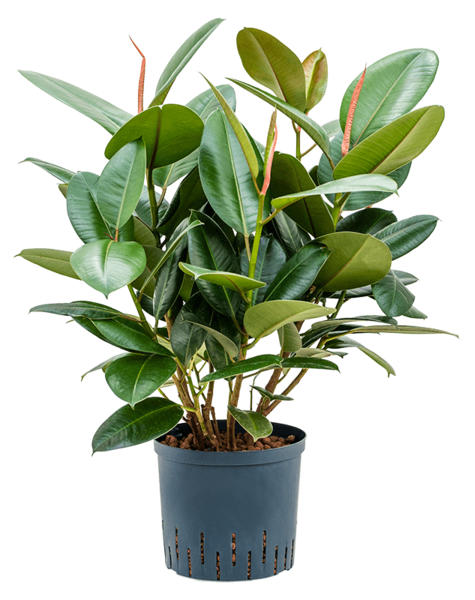 Plante aquatique Ficus