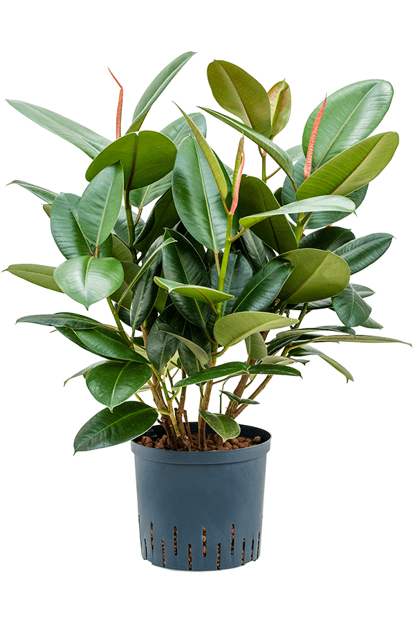 Plante aquatique Ficus Elastica Robusta
