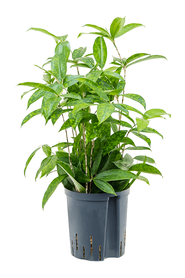 Plante aquatique Dracaena Surculosa