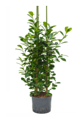 Plante aquatique Ficus Microcarpa Moclame