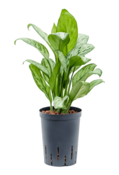 Centrale hydroélectrique Aglaonema Christina
