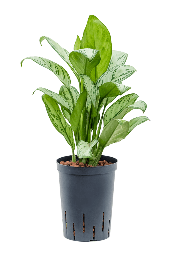 Centrale hydroélectrique Aglaonema Christina