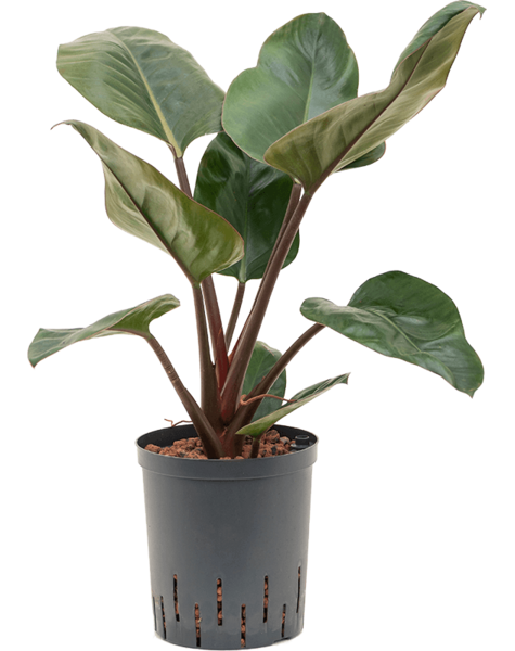 Philodendron Hydroplant
