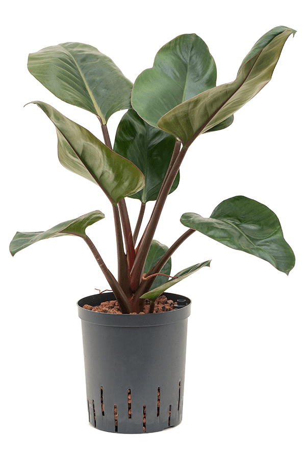 Centrale hydroélectrique Philodendron Red Congo