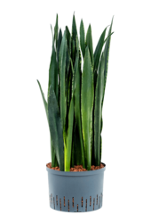 Plante aquatique Sansevieria Trifasciata Black Tiger