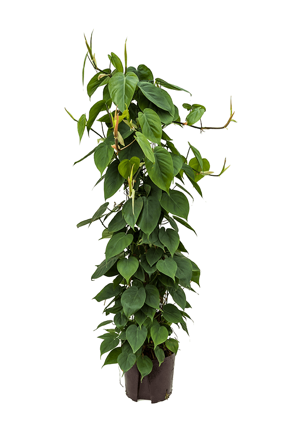 Plante hydroélectrique Philodendron Scandens