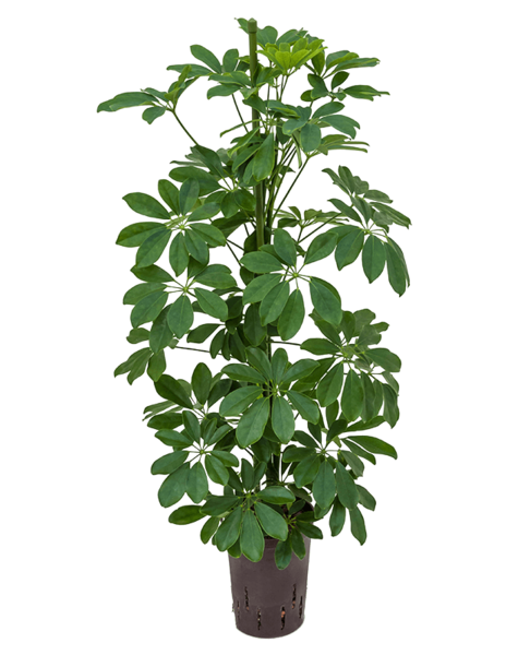 Centrale hydroélectrique Schefflera