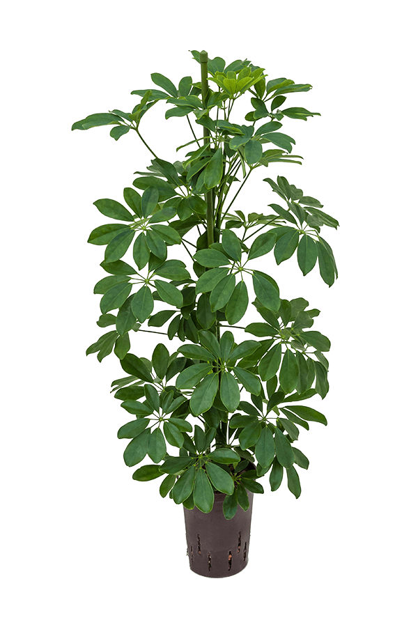 Plante hydroélectrique Schefflera Arboricola Compacta