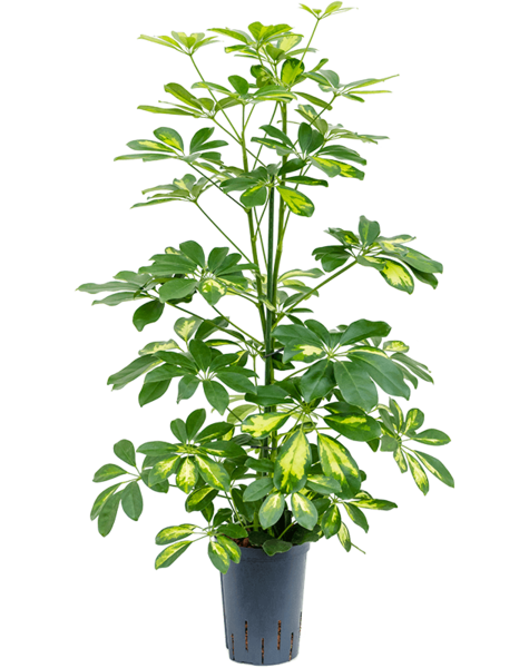 Centrale hydroélectrique Schefflera