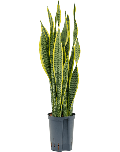 Plante hydroélectrique Sansevieria