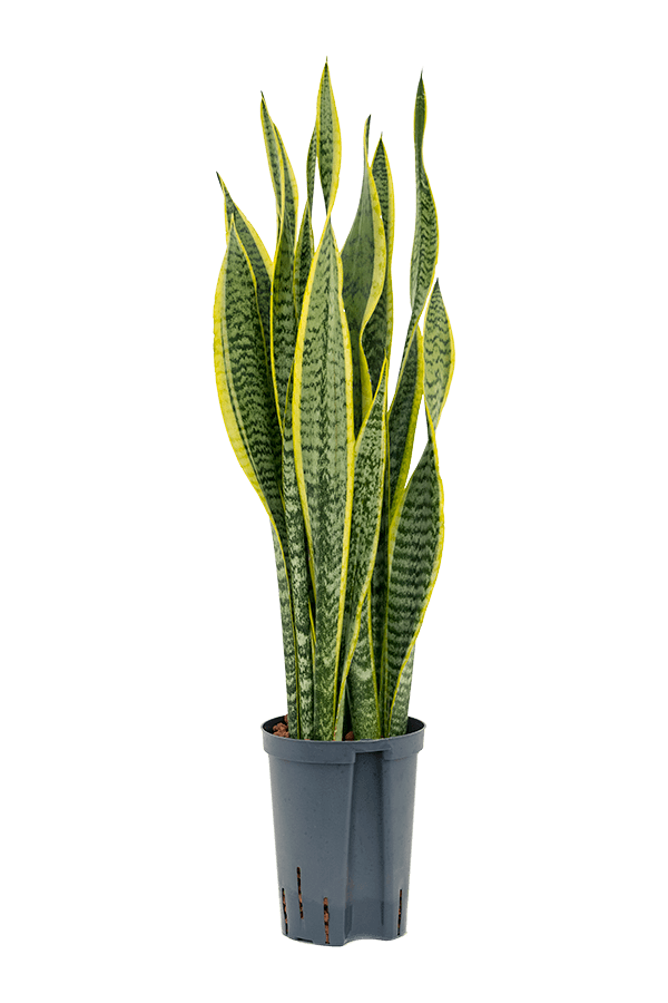 Plante hydroélectrique Sansevieria Trifasciata Laurentii