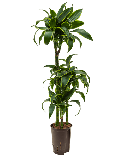 Plante hydroélectrique Dracaena