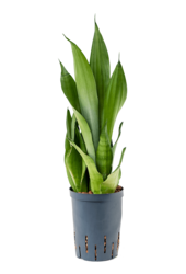 Plante hydroélectrique Sansevieria Trifasciata Moonshine