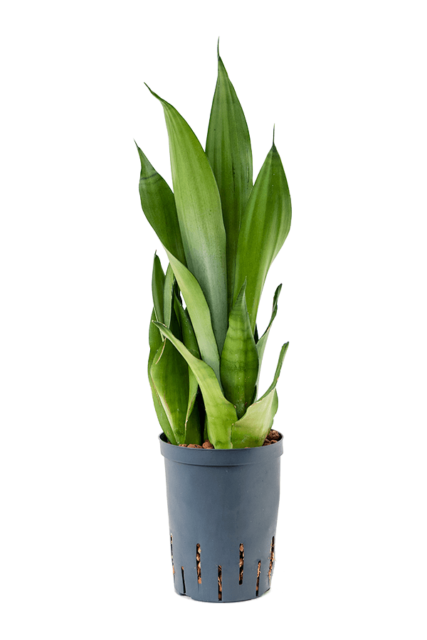 Plante hydroélectrique Sansevieria Trifasciata Moonshine