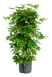 Plante hydroélectrique Schefflera Arboricola Compacta