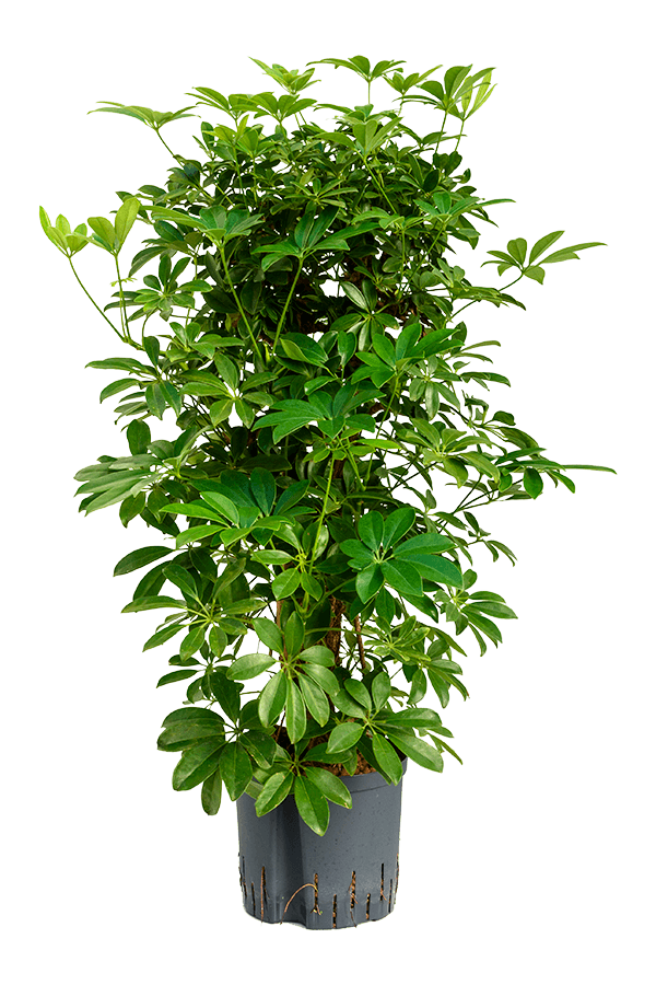 Plante hydroélectrique Schefflera Arboricola Compacta