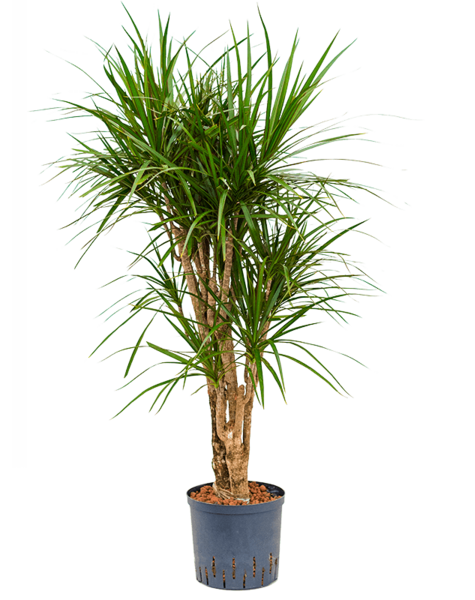 Plante hydroélectrique Dracaena