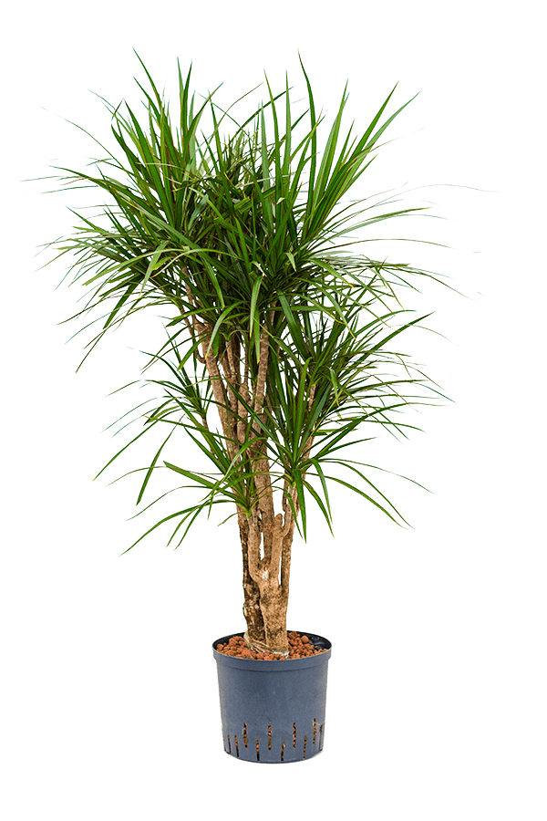 Plante hydroélectrique Dracaena Marginata