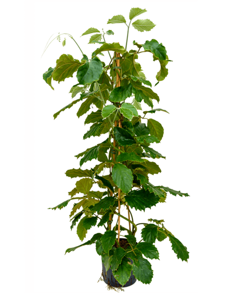 Hydroplant Tetrastigma