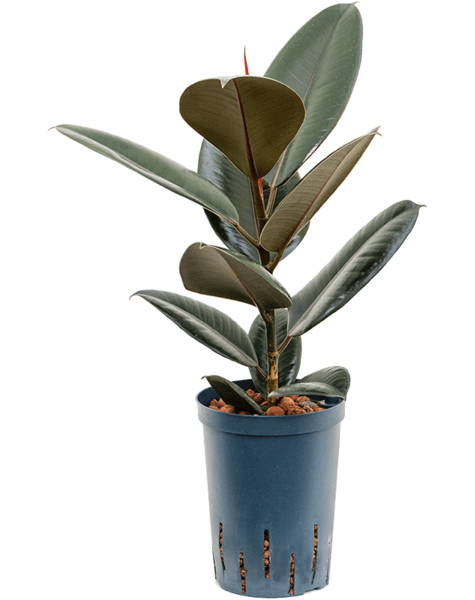 Plante aquatique Ficus