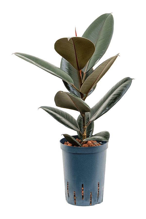 Plante hydroélectrique Ficus Elastica Abidjan