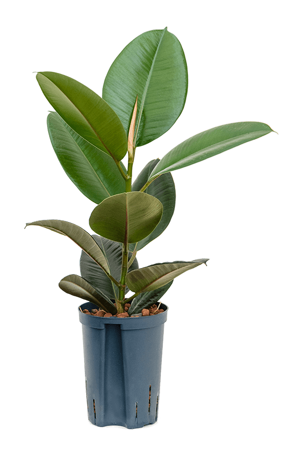 Plante aquatique Ficus Elastica Robusta