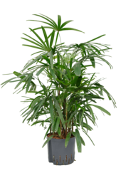 Plante hydroélectrique Rhapis Excelsa