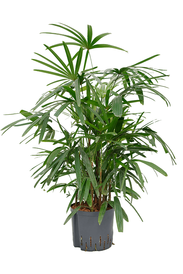 Plante hydroélectrique Rhapis Excelsa
