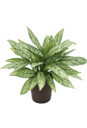 Plante hydroélectrique Aglaonema Silver Queen