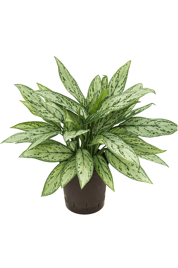 Plante hydroélectrique Aglaonema Silver Queen