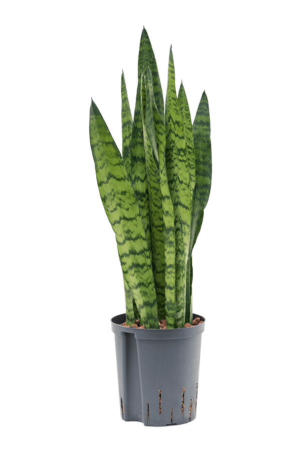 Plante hydroélectrique Sansevieria Zeylanica