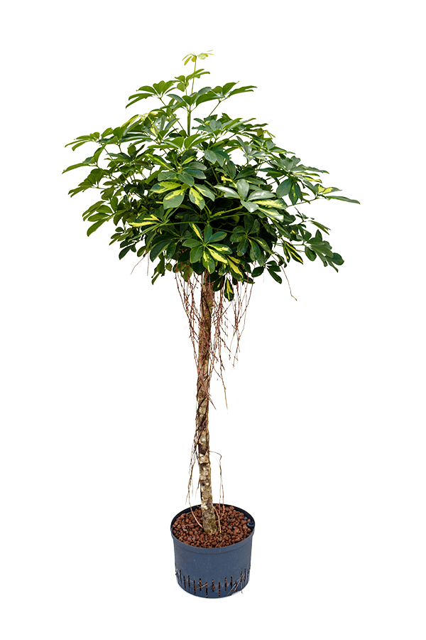Usine hydroélectrique Schefflera Arboricola Gold Capella
